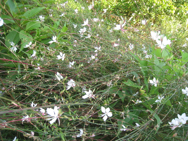 ファイル 952-2.jpg