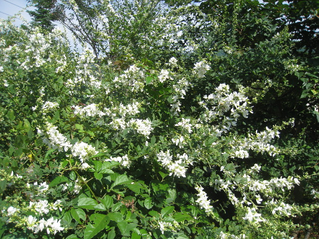 ファイル 952-3.jpg