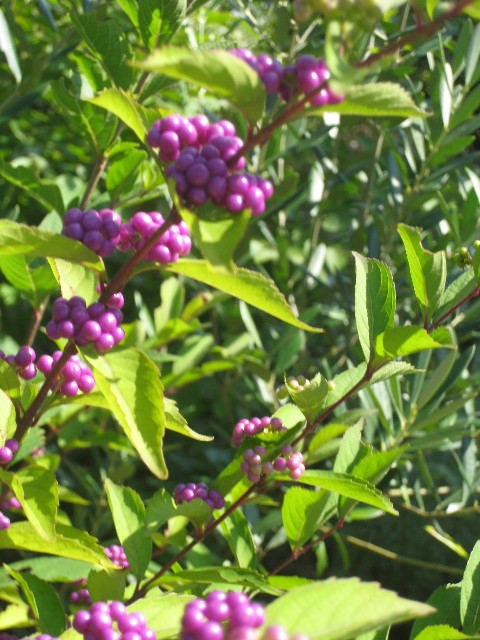 ファイル 952-4.jpg