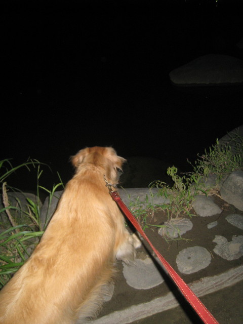 ファイル 957-1.jpg