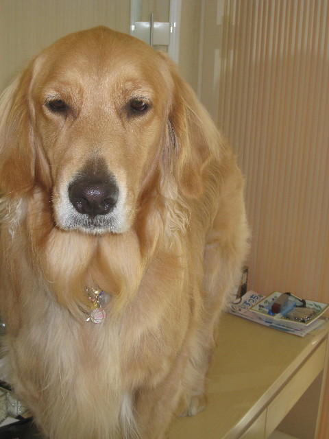 ファイル 970-3.jpg