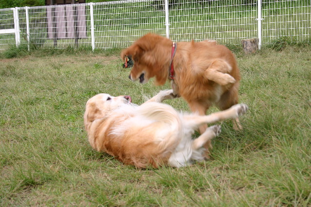 ファイル 991-2.jpg