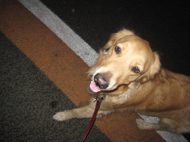 ファイル 999-1.jpg